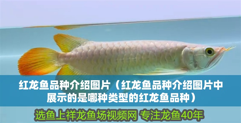 紅龍魚品種介紹圖片（紅龍魚品種介紹圖片中展示的是哪種類型的紅龍魚品種）