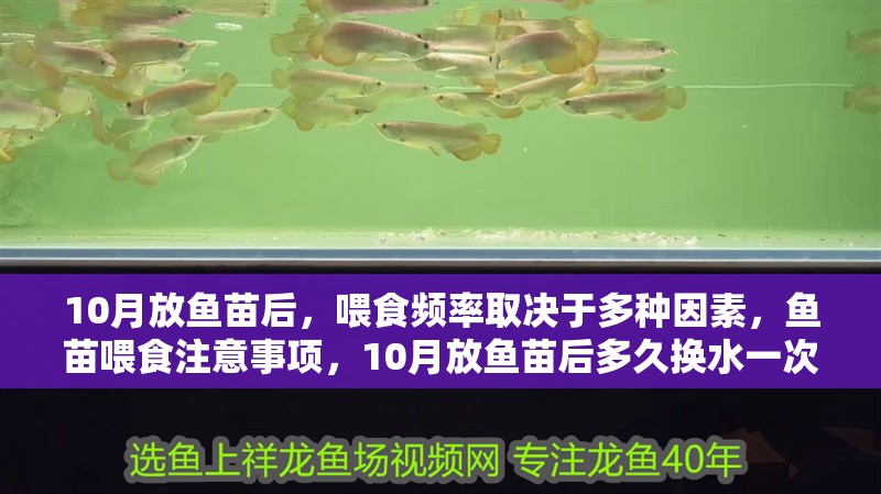 10月放魚苗后，喂食頻率取決于多種因素，魚苗喂食注意事項(xiàng)，10月放魚苗后多久換水一次