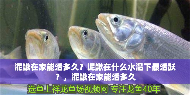 泥鰍在家能活多久？泥鰍在什么水溫下最活躍？，泥鰍在家能活多久