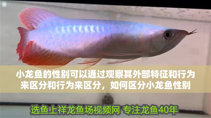小龍魚的性別可以通過觀察其外部特征和行為來區(qū)分和行為來區(qū)分，如何區(qū)分小龍魚性別