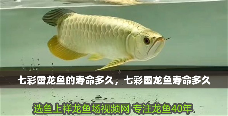 七彩雷龍魚的壽命多久，七彩雷龍魚壽命多久