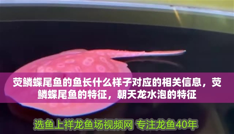 熒鱗蝶尾魚的魚長什么樣子對應(yīng)的相關(guān)信息，熒鱗蝶尾魚的特征，朝天龍水泡的特征