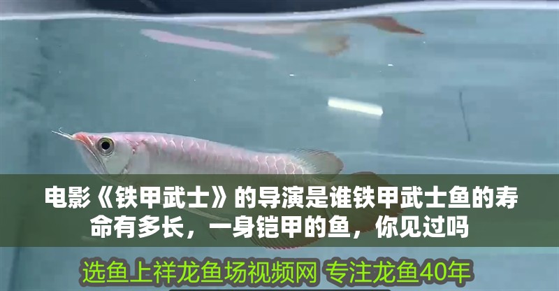 電影《鐵甲武士》的導(dǎo)演是誰鐵甲武士魚的壽命有多長，一身鎧甲的魚，你見過嗎