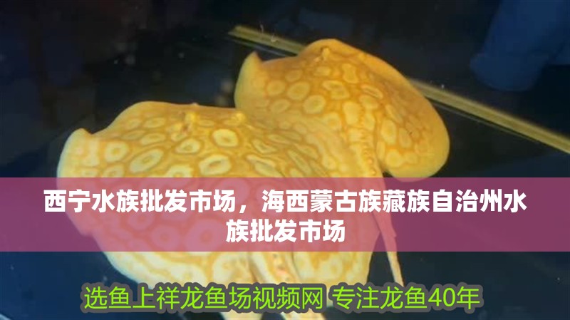 西寧水族批發市場，海西蒙古族藏族自治州水族批發市場
