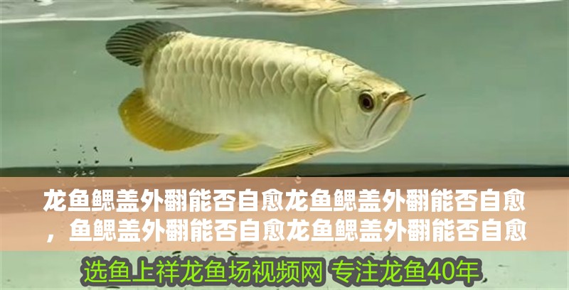 龍魚鰓蓋外翻能否自愈龍魚鰓蓋外翻能否自愈，魚鰓蓋外翻能否自愈龍魚鰓蓋外翻能否自愈