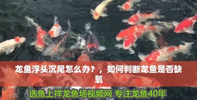 龍魚浮頭沉尾怎么辦？，如何判斷龍魚是否缺氧
