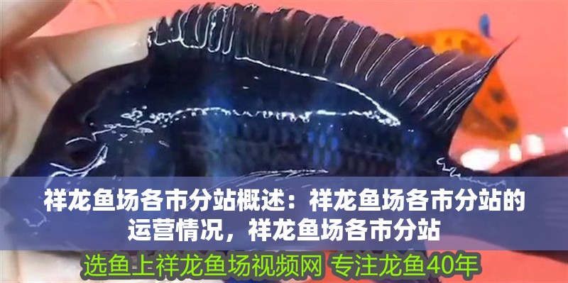 祥龍魚場各市分站概述：祥龍魚場各市分站的運營情況，祥龍魚場各市分站