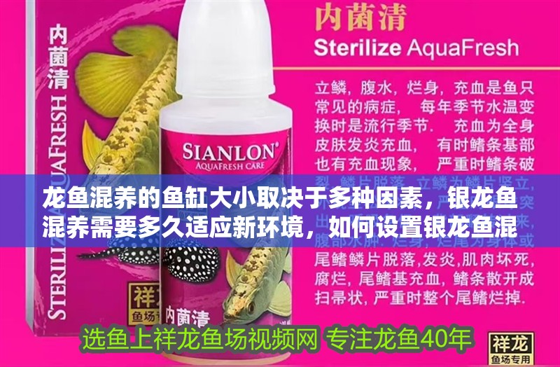 龍魚混養的魚缸大小取決于多種因素,銀龍魚混養需要多久適應新環境,如何設置銀龍魚混養的魚缸? 龍魚百科 第2張 龍魚混養的魚缸大小取決于多種因素,銀龍魚混養需要多久適應新環境,如何設置銀龍魚混養的魚缸? 龍魚混養的魚缸大小取決于多種因素,銀龍魚混養需要多久適應新環境,如何設置銀龍魚混養的魚缸? 龍魚百科 第2張