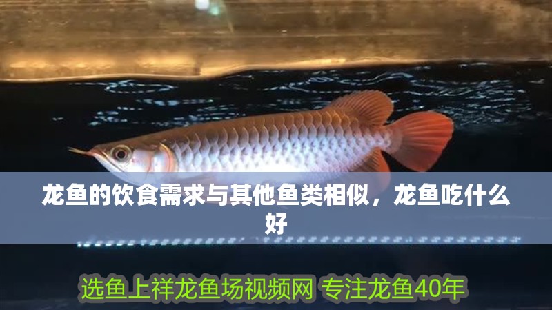 龍魚的飲食需求與其他魚類相似，龍魚吃什么好