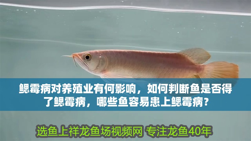 鰓霉病對養殖業有何影響，如何判斷魚是否得了鰓霉病，哪些魚容易患上鰓霉病？