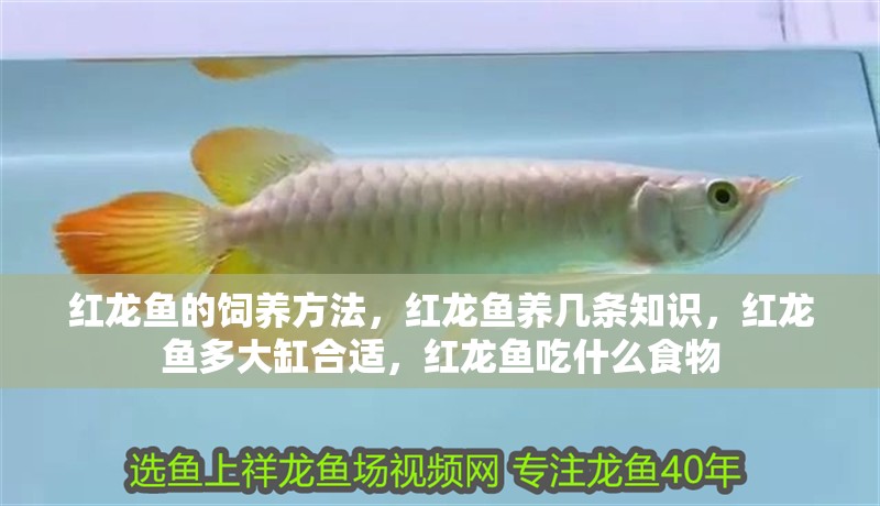 紅龍魚的飼養(yǎng)方法，紅龍魚養(yǎng)幾條知識，紅龍魚多大缸合適，紅龍魚吃什么食物