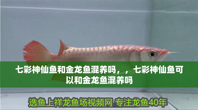 七彩神仙魚和金龍魚混養嗎，，七彩神仙魚可以和金龍魚混養嗎