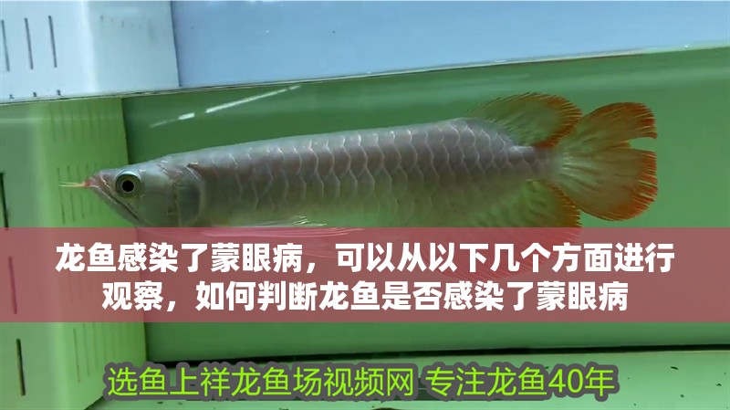 龍魚感染了蒙眼病，可以從以下幾個方面進行觀察，如何判斷龍魚是否感染了蒙眼病