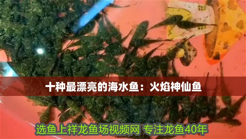 十種最漂亮的海水魚：火焰神仙魚