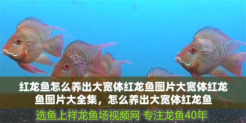 紅龍魚怎么養(yǎng)出大寬體紅龍魚圖片大寬體紅龍魚圖片大全集，怎么養(yǎng)出大寬體紅龍魚