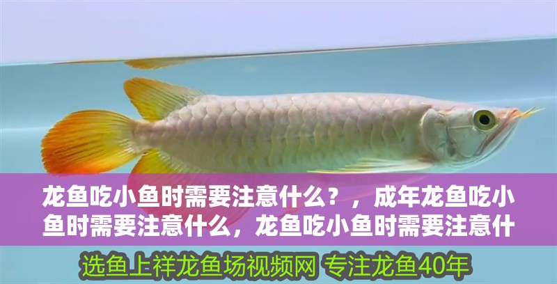 龍魚吃小魚時需要注意什么？，成年龍魚吃小魚時需要注意什么，龍魚吃小魚時需要注意什么