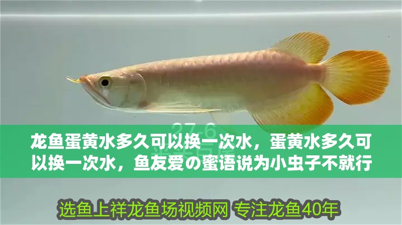 龍魚蛋黃水多久可以換一次水，蛋黃水多久可以換一次水，魚友愛の蜜語說為小蟲子不就行啊