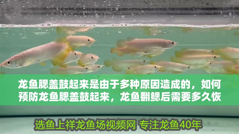 龍魚腮蓋鼓起來是由于多種原因造成的，如何預(yù)防龍魚腮蓋鼓起來，龍魚翻鰓后需要多久恢復(fù)？如何預(yù)防龍魚腮蓋鼓起來？