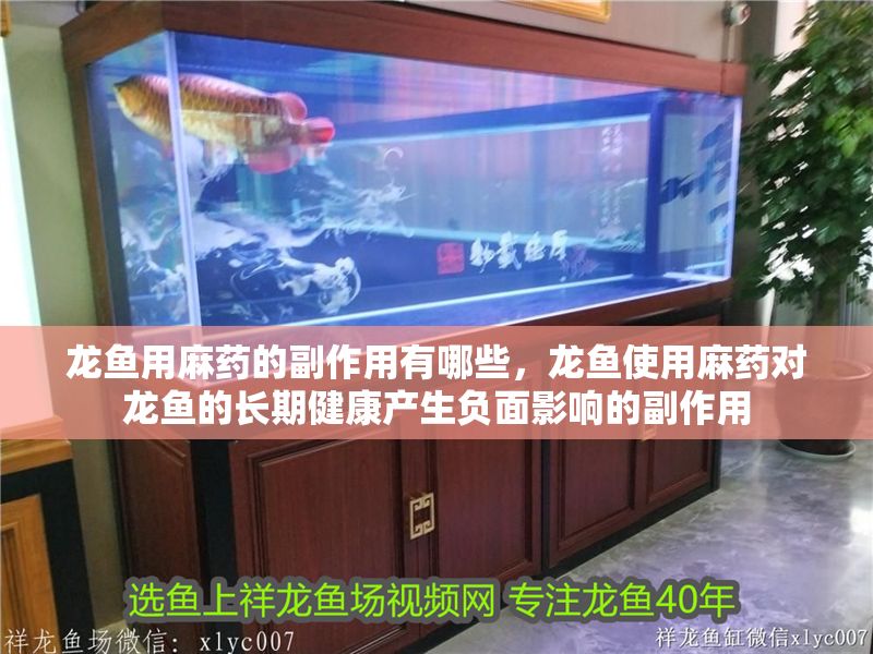 龍魚用麻藥的副作用有哪些，龍魚使用麻藥對龍魚的長期健康產生負面影響的副作用 龍魚用麻藥的副作用有哪些，龍魚使用麻藥對龍魚的長期健康產生負面影響的副作用 龍魚百科 第2張