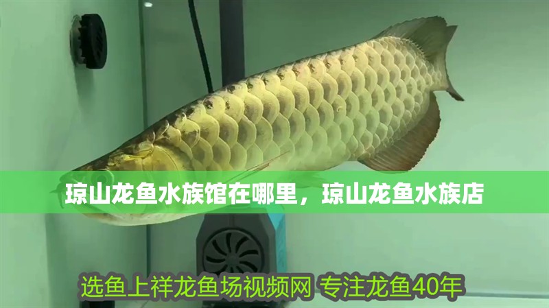 瓊山龍魚水族館在哪里，瓊山龍魚水族店 瓊山龍魚水族館在哪里，瓊山龍魚水族店 觀賞魚百科 第2張