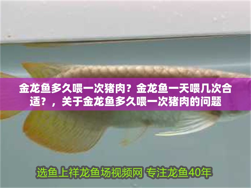 金龍魚多久喂一次豬肉？金龍魚一天喂幾次合適？，關于金龍魚多久喂一次豬肉的問題