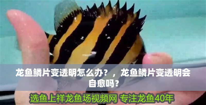 龍魚鱗片變透明怎么辦？，龍魚鱗片變透明會自愈嗎？ 龍魚鱗片變透明怎么辦？，龍魚鱗片變透明會自愈嗎？ 龍魚百科 第1張