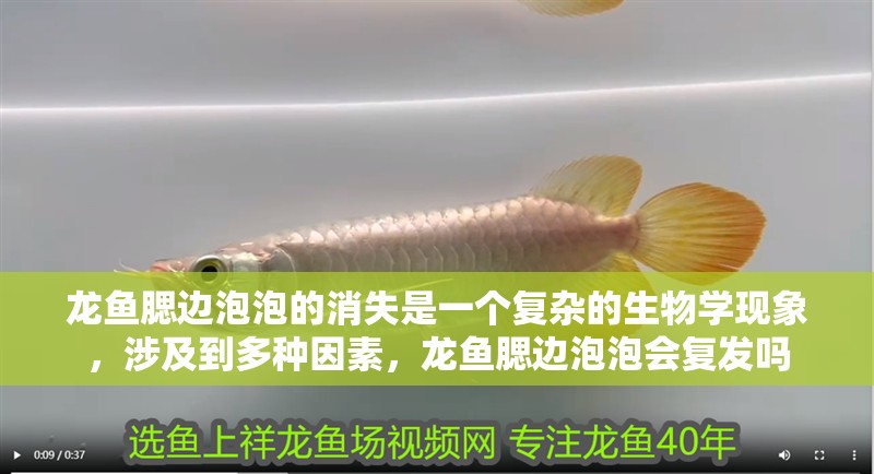 龍魚腮邊泡泡的消失是一個復雜的生物學現象，涉及到多種因素，龍魚腮邊泡泡會復發嗎