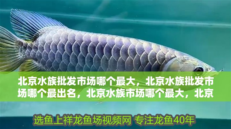 北京水族批發(fā)市場哪個最大，北京水族批發(fā)市場哪個最出名，北京水族市場哪個最大，北京水族批發(fā)市場哪個最出名