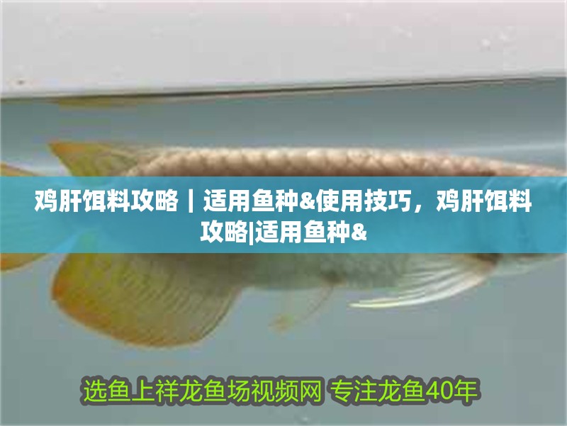 雞肝餌料攻略｜適用魚種&使用技巧，雞肝餌料攻略|適用魚種&