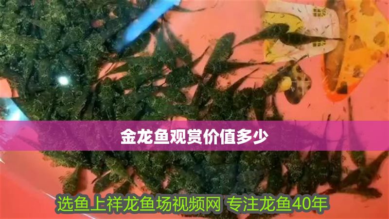 金龍魚觀賞價值多少