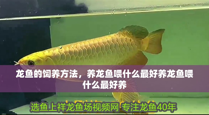 龍魚的飼養(yǎng)方法，養(yǎng)龍魚喂什么最好養(yǎng)龍魚喂什么最好養(yǎng)