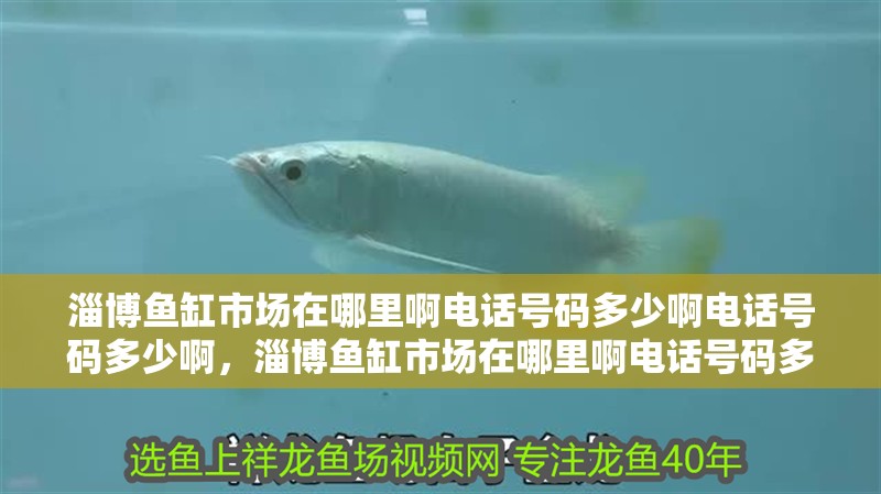 淄博魚缸市場在哪里啊電話號碼多少啊電話號碼多少啊，淄博魚缸市場在哪里啊電話號碼多少