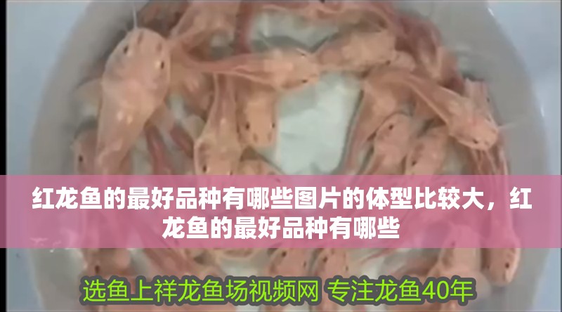 紅龍魚的最好品種有哪些圖片的體型比較大，紅龍魚的最好品種有哪些