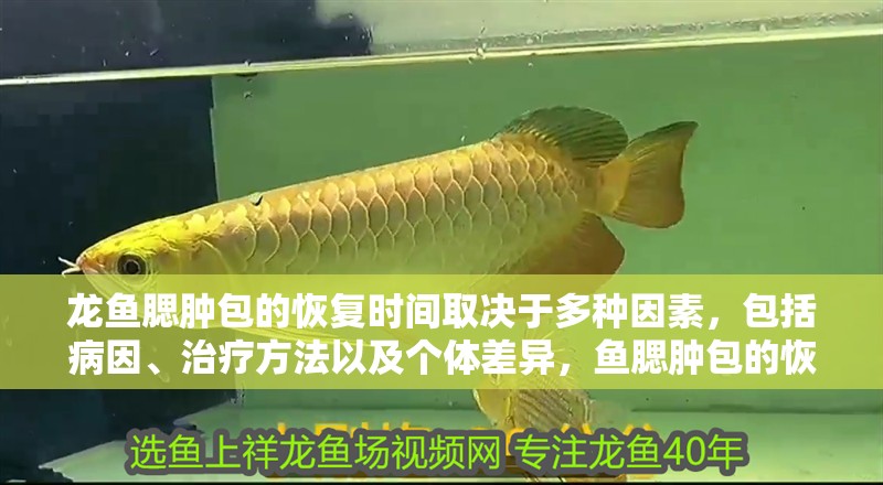 龍魚腮腫包的恢復時間取決于多種因素，包括病因、治療方法以及個體差異，魚腮腫包的恢復時間取決于多種因素，包括病因、治療方法以及個體差異