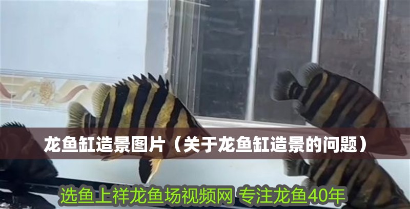 龍魚缸造景圖片（關于龍魚缸造景的問題）