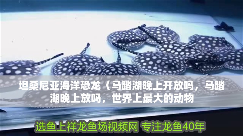 坦桑尼亞海洋恐龍（馬踏湖晚上開放嗎，馬踏湖晚上放嗎，世界上最大的動物