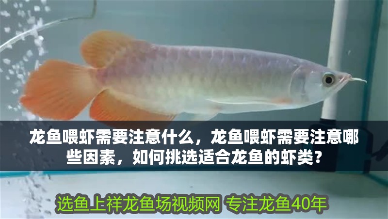 龍魚喂蝦需要注意什么，龍魚喂蝦需要注意哪些因素，如何挑選適合龍魚的蝦類？