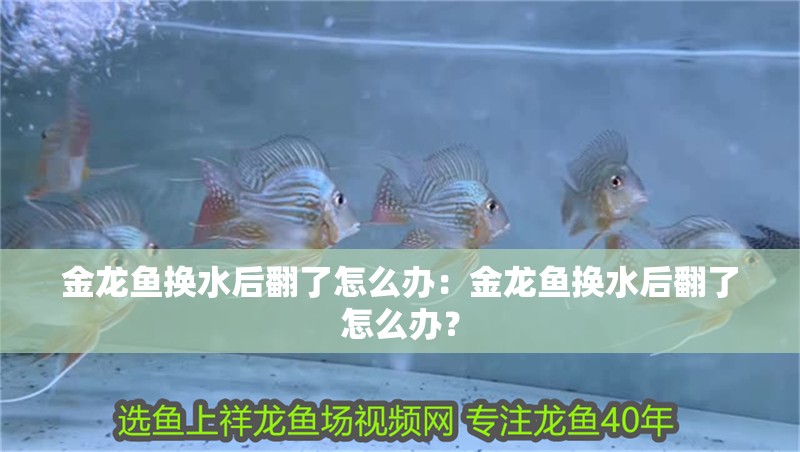 金龍魚換水后翻了怎么辦：金龍魚換水后翻了怎么辦？