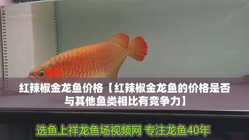龍魚干蝦有營養嗎 紅辣椒金龍魚價格【紅辣椒金龍魚的價格是否與其他魚類相比有競爭力】 觀賞魚百科 紅辣椒金龍魚價格【紅辣椒金龍魚的價格是否與其他魚類相比有競爭力】 紅辣椒金龍魚價格【紅辣椒金龍魚的價格是否與其他魚類相比有競爭力】 觀賞魚百科