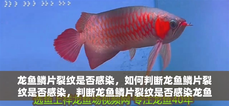 龍魚鱗片裂紋是否感染，如何判斷龍魚鱗片裂紋是否感染，判斷龍魚鱗片裂紋是否感染龍魚鱗片裂紋是否感染