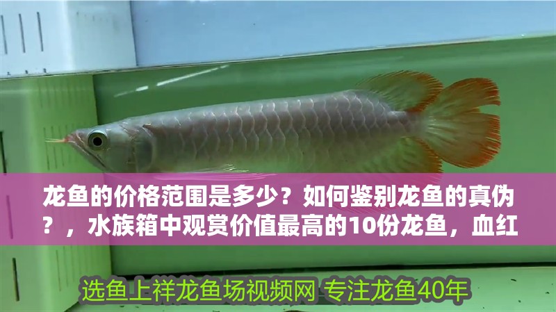 龍魚的價格范圍是多少？如何鑒別龍魚的真偽？，水族箱中觀賞價值最高的10份龍魚，血紅龍和血紅龍哪個更珍貴