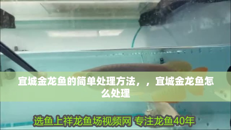 宜城金龍魚的簡單處理方法，，宜城金龍魚怎么處理