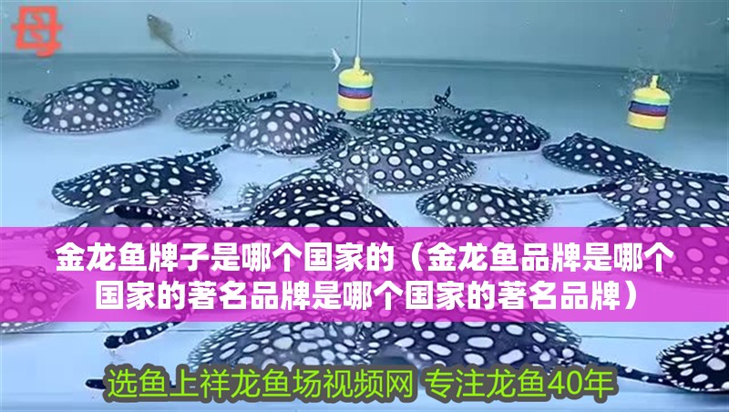 金龍魚牌子是哪個國家的（金龍魚品牌是哪個國家的著名品牌是哪個國家的著名品牌）