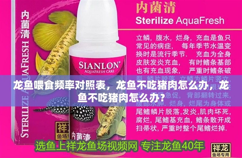 龍魚喂食頻率對照表，龍魚不吃豬肉怎么辦，龍魚不吃豬肉怎么辦？