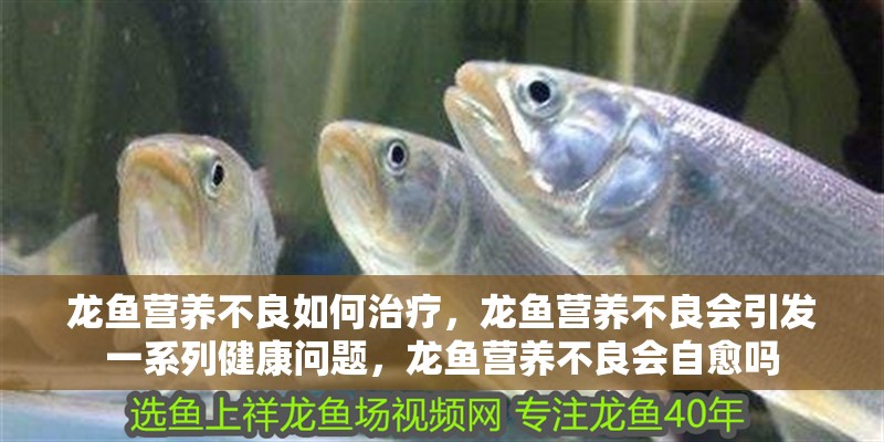 龍魚營養不良如何治療，龍魚營養不良會引發一系列健康問題，龍魚營養不良會自愈嗎