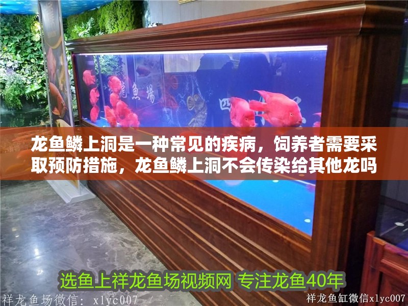 龍魚鱗上洞是一種常見的疾病，飼養者需要采取預防措施，龍魚鱗上洞不會傳染給其他龍嗎？