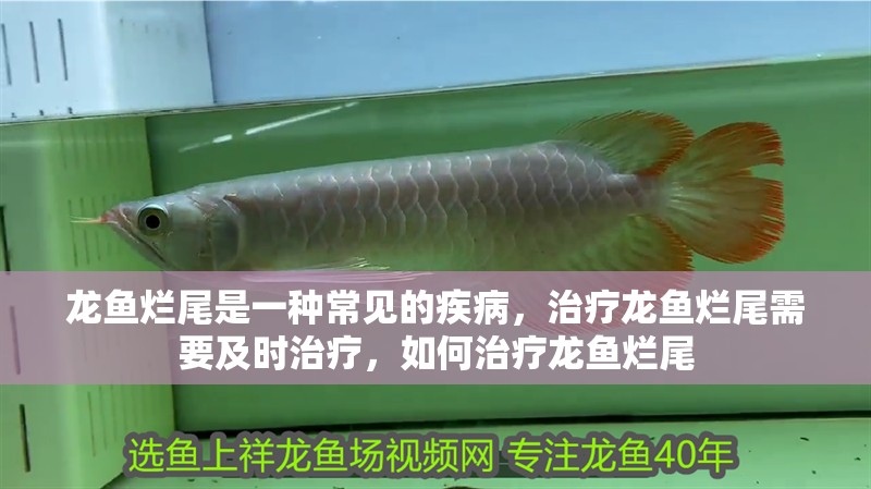 龍魚爛尾是一種常見的疾病,治療龍魚爛尾需要及時治療,如何治療龍魚爛尾 觀賞魚百科 第2張 龍魚爛尾是一種常見的疾病,治療龍魚爛尾需要及時治療,如何治療龍魚爛尾 龍魚爛尾是一種常見的疾病,治療龍魚爛尾需要及時治療,如何治療龍魚爛尾 觀賞魚百科 第2張