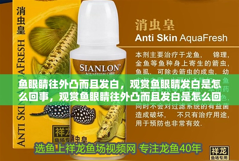 魚眼睛往外凸而且發白，觀賞魚眼睛發白是怎么回事，觀賞魚眼睛往外凸而且發白是怎么回事，如何判斷魚眼睛發白咋回事