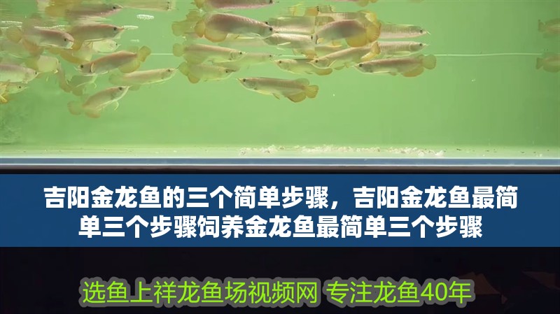 吉陽金龍魚的三個簡單步驟，吉陽金龍魚最簡單三個步驟飼養金龍魚最簡單三個步驟