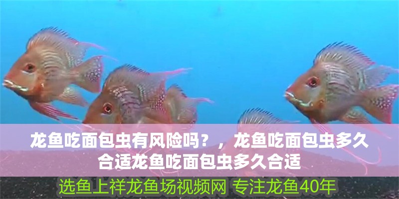 龍魚吃面包蟲有風險嗎？，龍魚吃面包蟲多久合適龍魚吃面包蟲多久合適